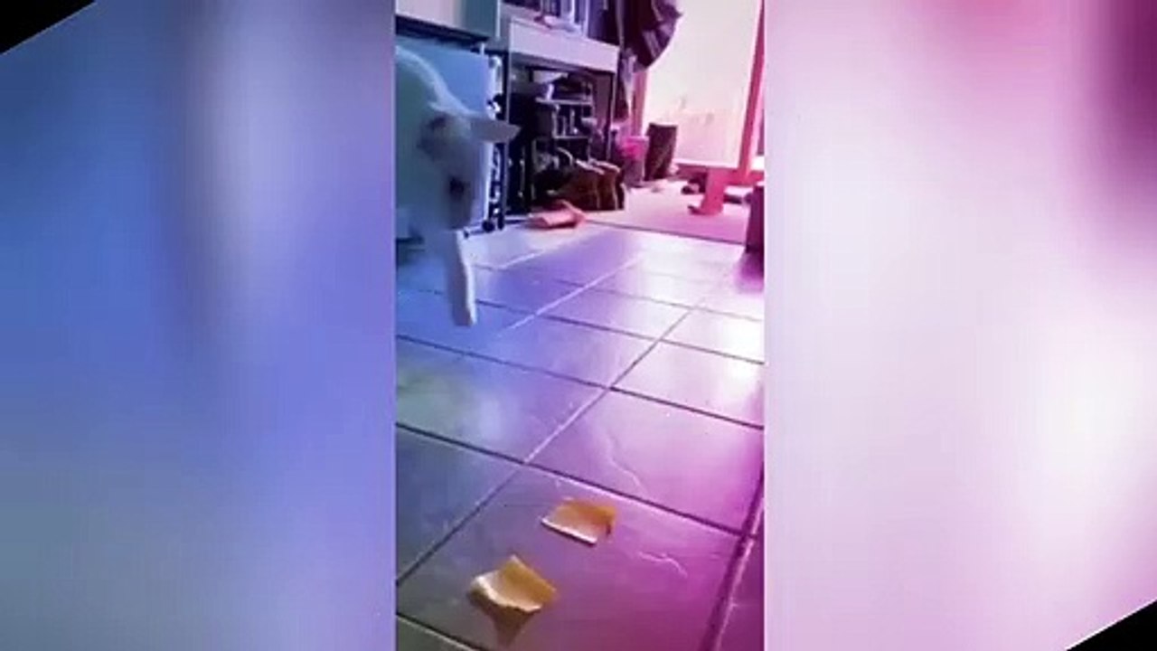 Compilado animal #01