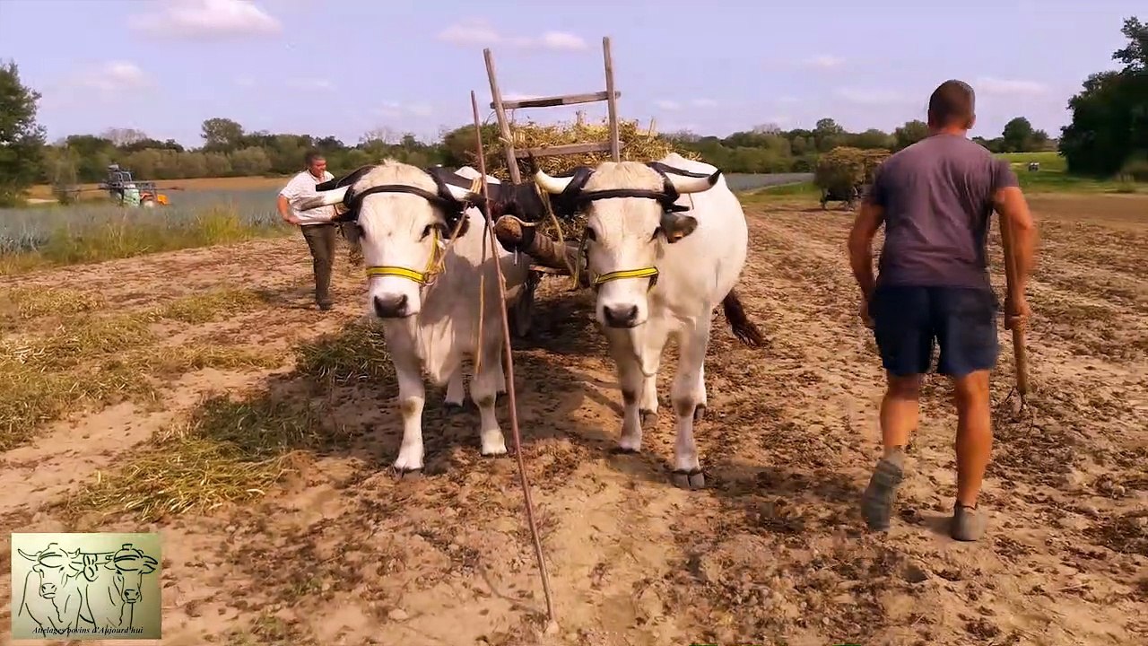 Récoltes des haricots "petits riz" Chez Laurent Janaudy à Manziat (01) janaudy
