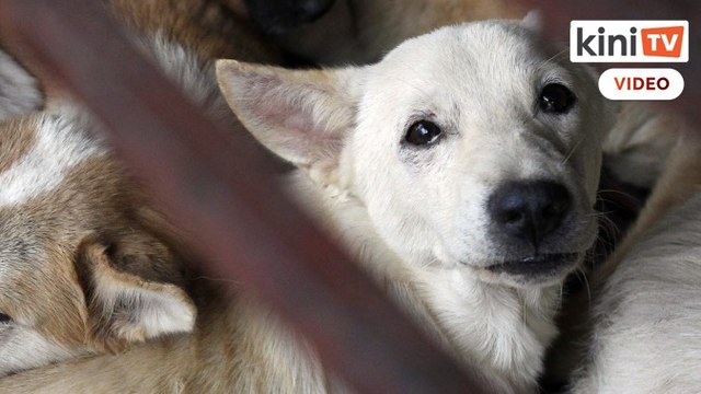 Ismail Sabri: Vets allowed to open for appointments during MCO