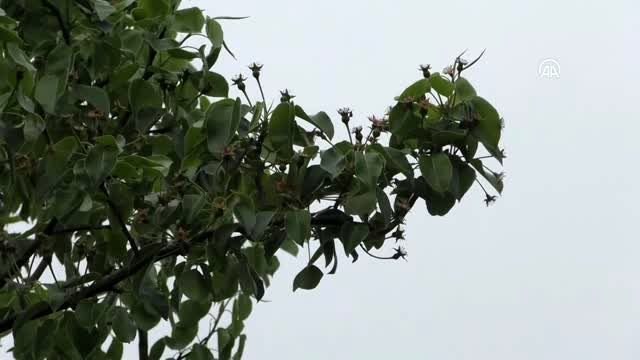 Osmanlı geleneği mancarlı ekmek ramazan sofraları için pişiyor - DÜZCE