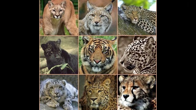 THE CAT FAMILY , SPECIES OF CATS।। बिल्लियों का परिवार और प्रजातियां (नसल)।। Animals Encyclopedia.
