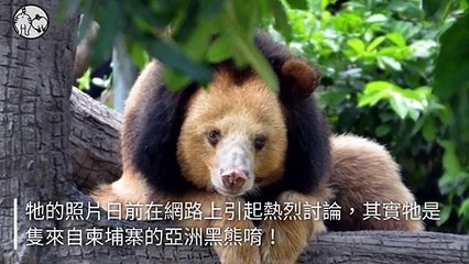 petsmao.nownews-copy2-20200426-16:59