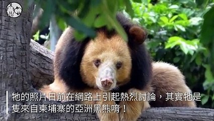 petsmao.nownews-copy3-20200426-16:59