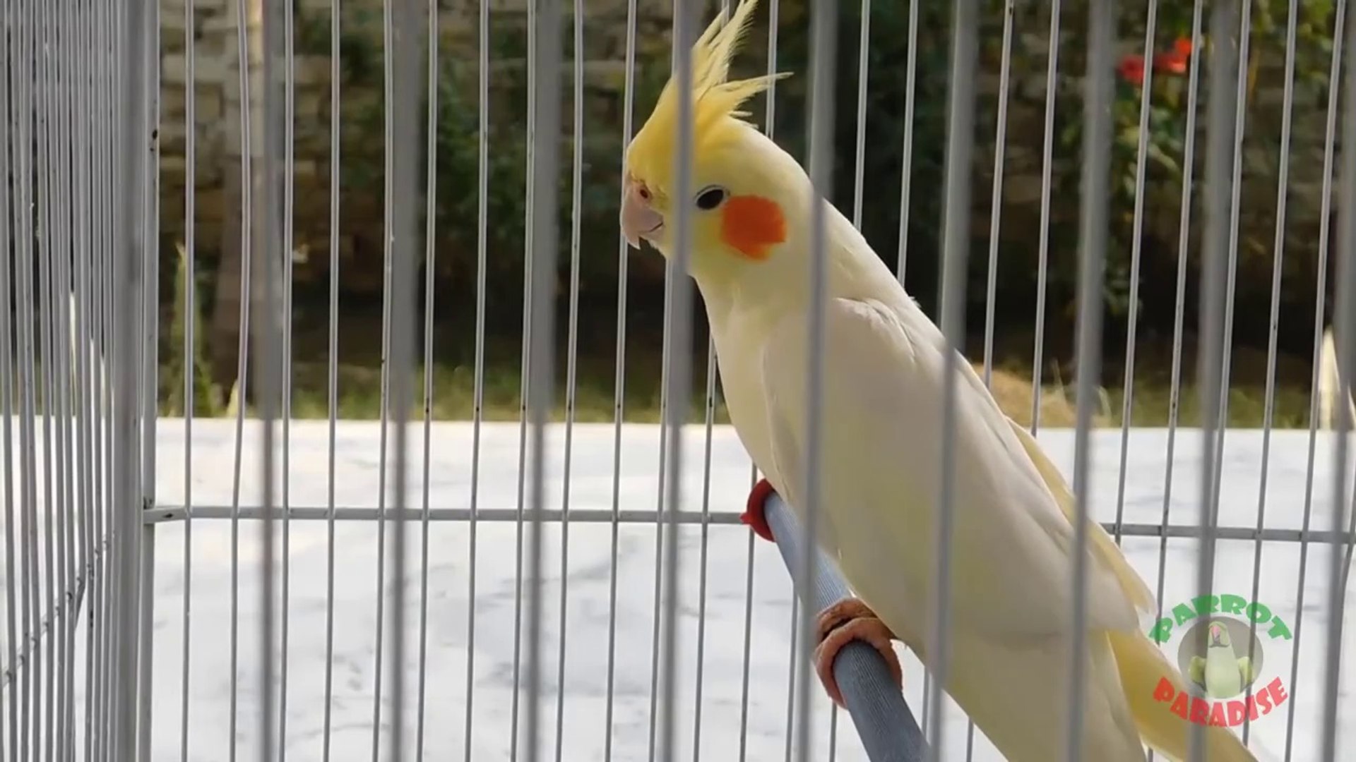 Cockatiel talking discount