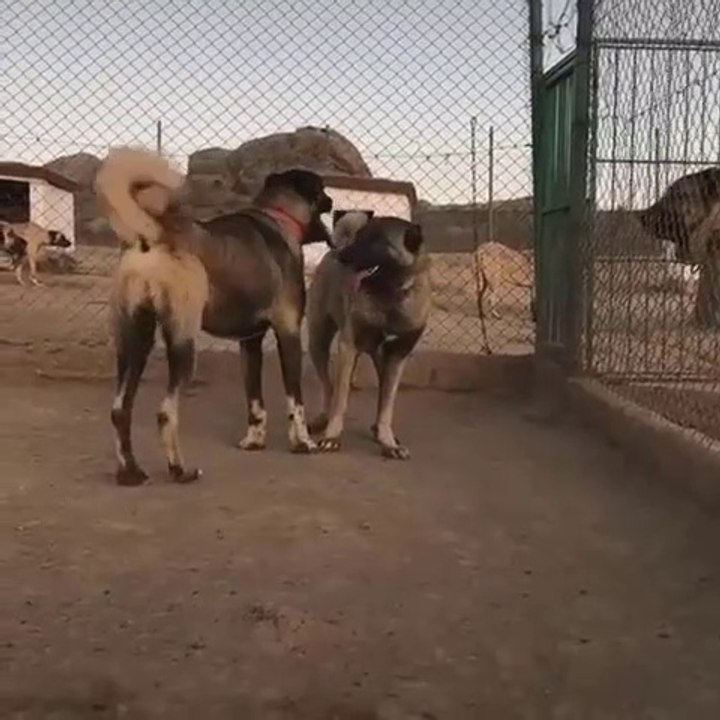 KANGAL KOPEK CiFTLiGiNDEN KARABAS KANGALLAR- KANGAL SHEPHERD DOGS FARM