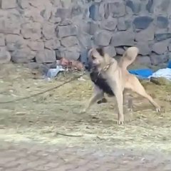 BAHCEDE COK DiKKATLi KANGAL KOPEGi - KANGAL SHEPHERD DOG in GARDEN