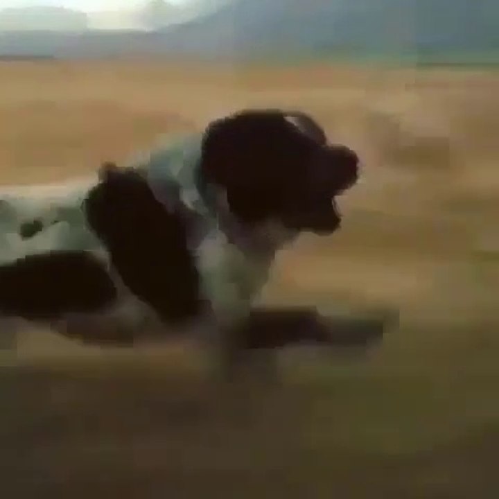 KIZDIRILAN iRAN COBAN KOPEKLERi PES ETMEDi - VERY ANGRY PERSiAN SHEPHERD DOGS