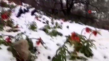 Baharın müjdecisi ters laleler, nisan karı ile buluşunca ortaya güzel görüntüler çıktı