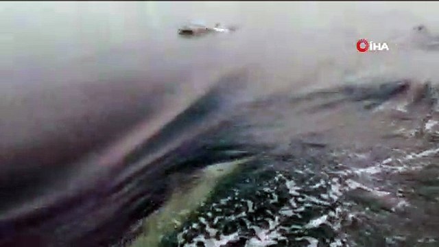 İzmit Körfezi’nde yunuslar deniz yüzeyi temizleme aracıyla yarıştı