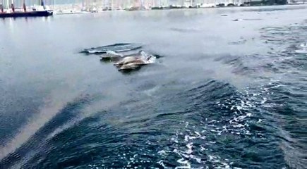 Sevimli yunuslar deniz yüzeyi temizleme aracıyla yarıştı