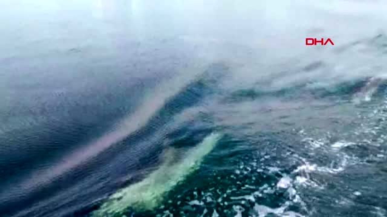 KOCAELİ Yunuslar, İzmit Körfezi'nde deniz süpürgesine eşlik etti