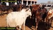 200 Calves Farm in Okara _ Bachra Farming Tips _ Wacha Farming in Punjab_HIGH