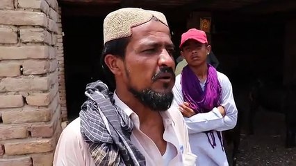 World's Best Kamori Goat Farm_Rare Kamori Breed_Goat Farming in Pakistan