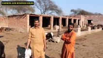 Biggest Calf Farm in Lahore _   32کینال پر محیط لاہور کا سب سے بڑا بچھڑا فارم_HIGH