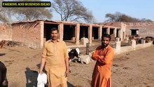 Biggest Calf Farm in Lahore _   32کینال پر محیط لاہور کا سب سے بڑا بچھڑا فارم_HIGH
