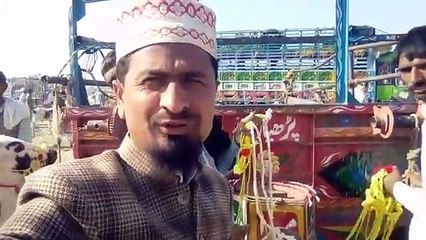 جملیرا منڈی میں بچھڑوں کےریٹ,bachra mandi-bachra farming-bachra farming business