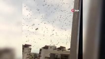 Vatandaşları korkutan arı istilası...Evlerin balkon ve pencerelerine gelen yüzlerce arı tedirgin...