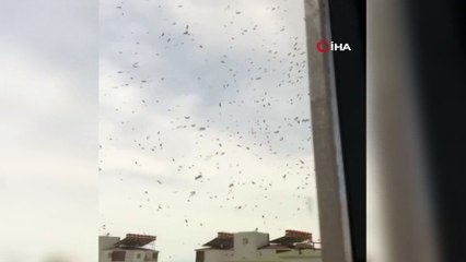 Vatandaşları korkutan arı istilası...Evlerin balkon ve pencerelerine gelen yüzlerce arı tedirgin etti