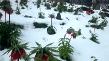 VAN Bahçesaray'da açan ters laleler karla bir başka güzel-2