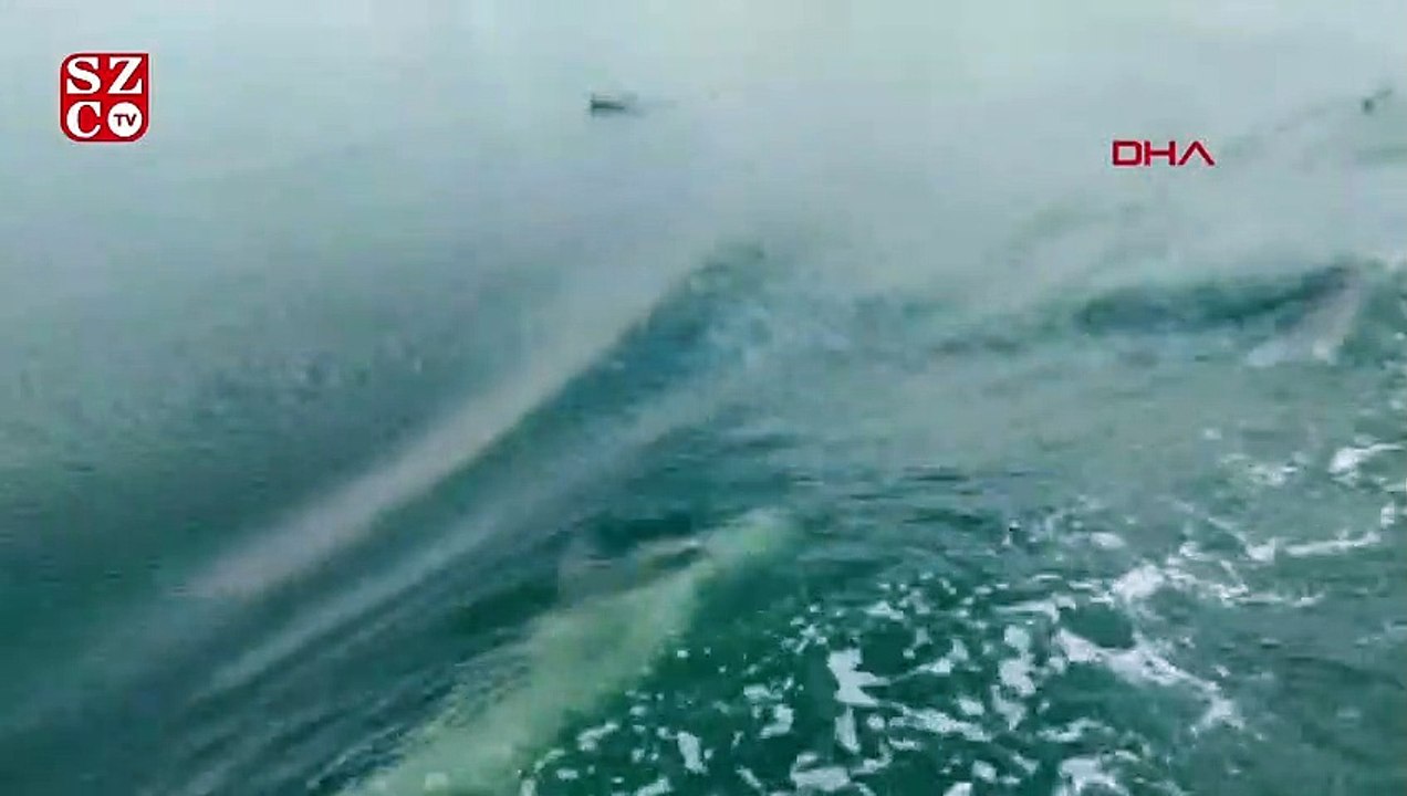 Yunuslar, İzmit Körfezi'nde deniz süpürgesine eşlik etti