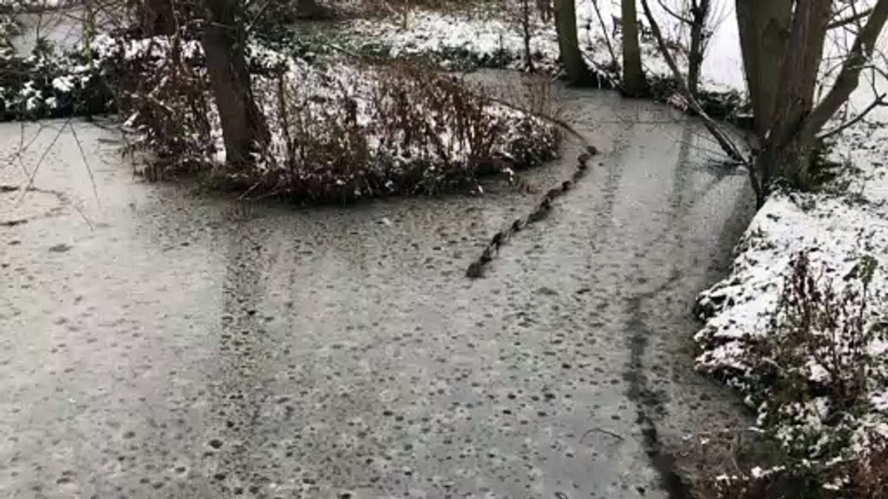 En ligne, ces canards brisent la glace de cette marre