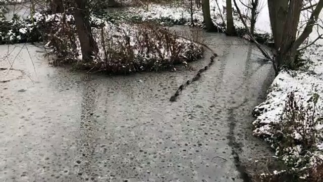 En ligne, ces canards brisent la glace de cette marre