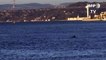 Dolphins swim in the Bosphorus as virus silences Istanbul