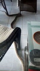 Carpet Python Comes for Early Morning Visit