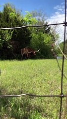 Itchy Texas Longhorn Roams Van Alstyne 🐂