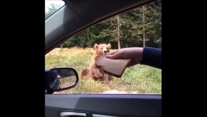 Impressionnant : un ours attrape une tranche de pain en plein vol