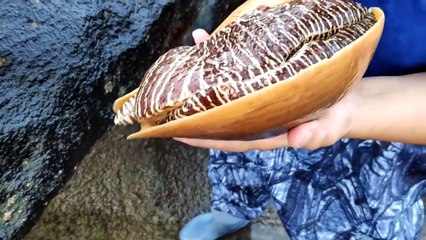 Ce qu'il découvre dans ce gros mollusque est incroyable