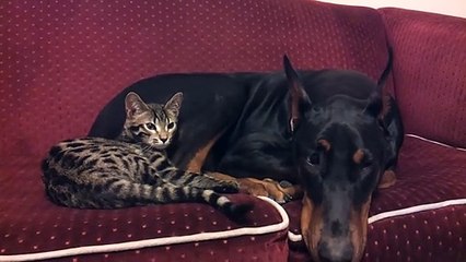 Moment calin entre un doberman et un chaton