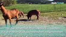 Happy End für verbrannte Tierversuchs-Schweinchen