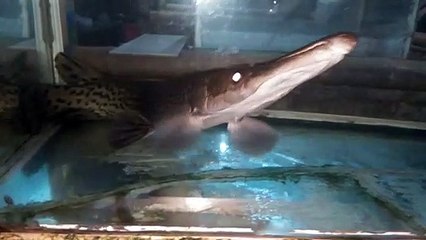 Ikan Aligator   ikan Pemangsa