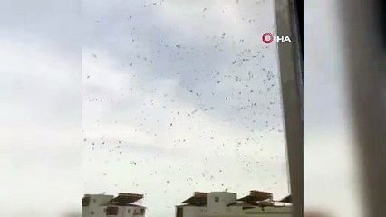 Antalya'da arı istilası