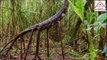 খুঁজে পাওয়া গেল পৃথিবীর সবথেকে বড়ো অ্যানাকোন্ডা_Unexplained Mysteries of the Amazon