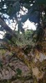 Lichen Grasshopper Climbs Tree Limb