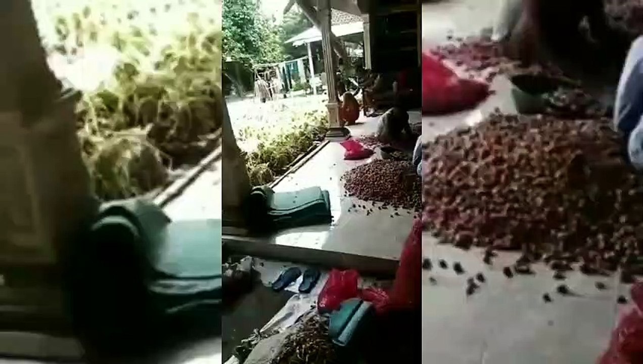 Panen Bawang Merah_Musik Dj Remix Breakbeat Terbai
