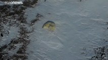 Russland erforscht Leben der Eisbären mithilfe von Drohnen