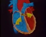 Sistema cardiovascular · El corazon como BOMBA y la funcion de las VÁLVULAS CARDÍACAS
