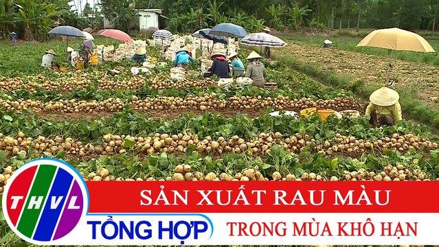 Nông nghiệp bền vững: Sản xuất rau màu trong mùa khô hạn