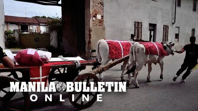 Chariots pulled by oxen distribute bread to villagers in a small Piedmont village, like in the 13th century, during the plague epidemic