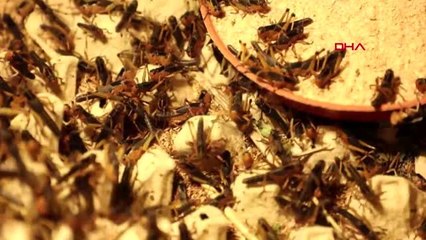 Balıklarına yem bulamayınca 'böcek fabrikası' kurdu