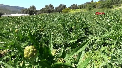 İZMİR Sakız enginarı hem sofraları hem kalpleri fethedecek