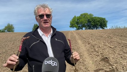 Le réalisateur Ben Stassen plante un nouveau vignoble sur les coteaux d'Aubel