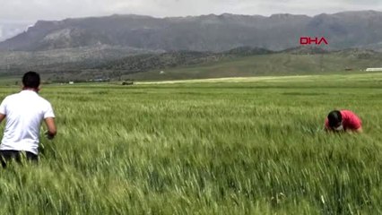 Silopi'de, 135 bin dönüm arazide süne ile mücadele