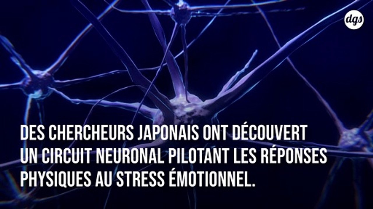 Découverte d'un circuit neuronal qui gère les réponses physiques au stress émotionnel