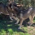 ORTADOGU COBAN KOPEKLERi - MiDDLE EAST SHEPHERD DOG