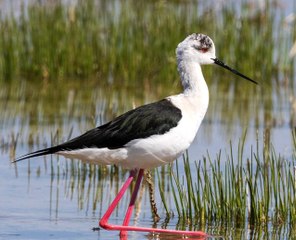 Göçmen kuşlar objektiflere yakalandı