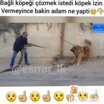 KAFKAS COBAN KOPEGi ve PiTON YILANI - CAUCASiAN SHEPHERD DOG and SNAKE